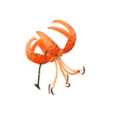 Tiger Lily