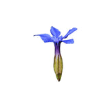 Gentian