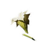 Datura