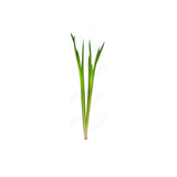Calamus