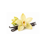 Vanilla Orchid