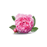 Moroccan Rose