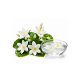 Water Jasmine