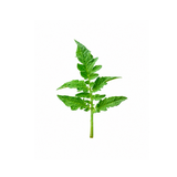 Tomato Leaf Accord