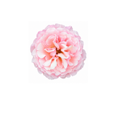 May Rose