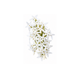 Wild Jasmine