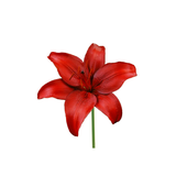 Red lily