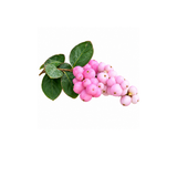 Pink Berries