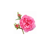 Centifolia Rose