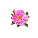 Rose Absolute