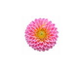 Dahila
