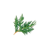 White Cedar