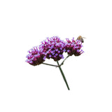 Verbena