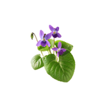 Violet Leaf