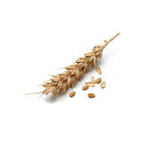 Wheat