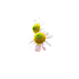 Wild Chamomile