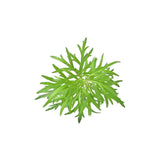 Wormwood
