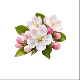 Apple Blossom