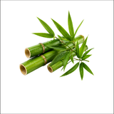 Bamboo