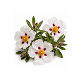 Cistus