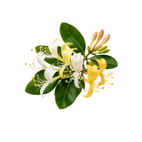 Honeysuckle
