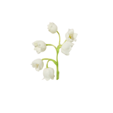 Lily Of The Valley
