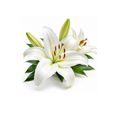 Lily