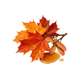 Maple