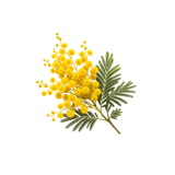 Mimosa