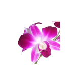 Orchid