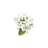 stephanotis