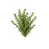 Thyme