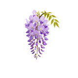 Wisteria